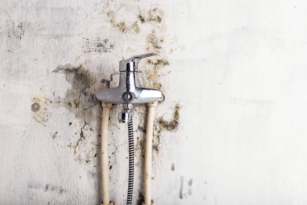 Best Mold Remediation  in Northwest Harwich, MA