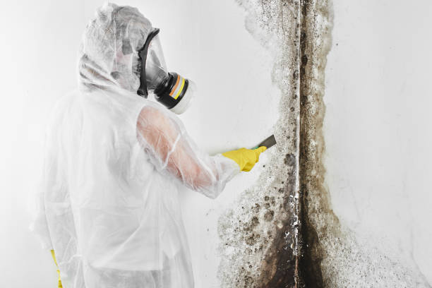 Attic Mold Removal in Northwest Harwich, MA