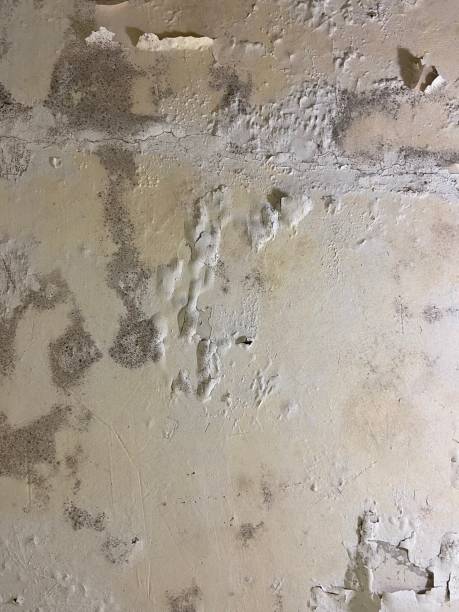 Best Mold Damage Repair  in Northwest Harwich, MA