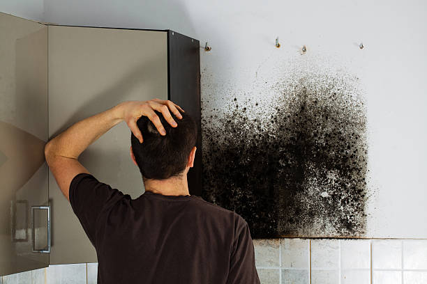 Best Emergency Mold Removal  in Northwest Harwich, MA