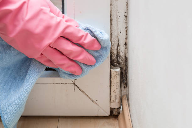 Best Local Mold Removal Service  in Northwest Harwich, MA
